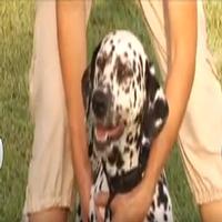 STAGE TUBE: The Making of 101 DALMATIONS: The Dogs Video