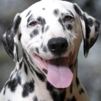 THE 101 DALMATIANS MUSICAL to Feature Five Columbus Rescue Dalmatians