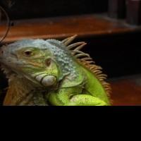 Pig Iron Theatre's CHEKHOV LIZARDBRAIN Returns to New York & Philadelphia