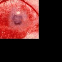 The Gorilla Reading Series Presents STAY 10/27