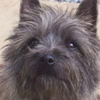 'There's No Place Like Home' Dog Adoption Day With Ashanti And Nigel 5/30