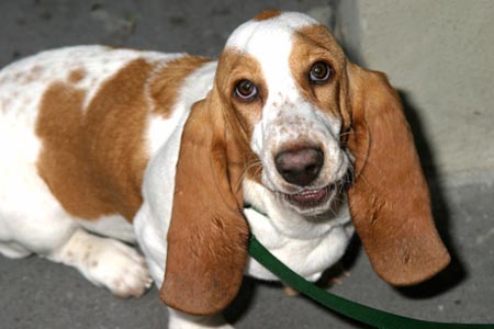 Photo Coverage: Hound Dog Day at Dog Sees God Image