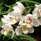 MAKE MOM AND LOVED ONES HAPPY - Plan a Wonderful Meal Out and Enjoy
