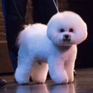 Photo Flash: KINKY BOOTS Welcomes Flynn the Bichon Frise to Broadway Video