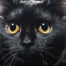 New Theatre Presents THE LIEUTENANT OF INISHMORE By Martin McDonagh