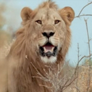 VIDEO: Sneak Peek - Nat Geo WILD's SAVAGE KINGDOM: UPRISING Returns Today Video