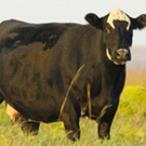 American Farmer TV Series to Explore Advances in Livestock and Animal Nutrition Photo