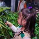 Live Butterflies Return To AMNH On October 6 Video