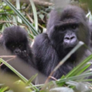 Donations From BTG's 8/5 Performance Of TARZAN Benefited Dian Fossey Gorilla Fund Int Video