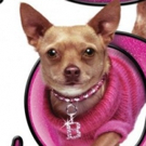 LEGALLY BLONDE Comes To Belgrano Day School 6/22 Through 6/30 Video