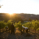 Napa Valley's 2018 Winegrape Harvest Builds Balance at a Steady Pace