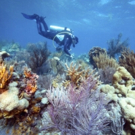 Bonefish Grill Partners With The Nature Conservancy To Help Restore Coral Reefs Photo