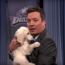 VIDEO: Puppies Predict the Super Bowl for Jimmy Fallon Photo