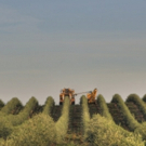 California Olive Ranch Marks 20 Years with Largest Olive Tree Planting in State Photo