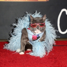Photo Flash: On The Opening Night Red Carpet of CATS at the Pantages