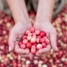 Ocean Spray Harvested Hope by Picking Pink Cranberries for A Purpose on September 13t Photo