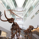 U-M to Unveil New Home for Museum of Natural History Photo