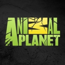 New Animal Planet Series INTO ALASKA Brings Viewers Along with the U.S. Fish and Wild Photo