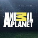 Animal Planet to Present Inspiring Stories of Animals in New Series DODO HEROES Photo