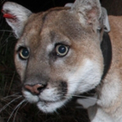 Free Screening And Q & A Announced for THE CAT THAT CHANGED AMERICA