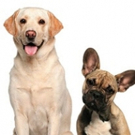 PETS (AND THEIR HUMANS) Opens Saturday At Ocean Grove Video