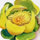 Tropical Botanic Artists Document South Florida's 100 Year-old Tamiami Trail