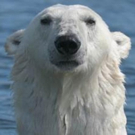 New Season of the Smithsonian Channel's POLAR BEAR TOWN Premieres 11/22 Photo