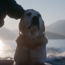 VIDEO: Watch the Official Trailer for Netflix Documentary Series DOGS Video