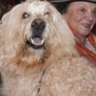 The Lark Theater presents NEW YORK DOG & CAT FILM FESTIVAL