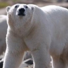 Smithsonian Channel's POLAR BEAR TOWN Season 2 Premieres 11/22/17 Photo