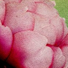 Cast and Creatives Announced For West Coast Premiere Of NATIVE GARDENS!
