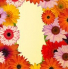 Mark Morris Dance Group presents SGT. PEPPER AT 50: PEPPERLAND Photo