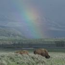 The Smithsonian Channel and Bill Pullman Present EPIC YELLOWSTONE Photo