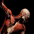The Cadavers of BODY WORLDS Come to London