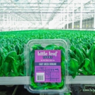little leaf farms' - the local lettuce you can trust