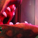 LITTLE SHOP OF HORRORS Opens At Broadway Palm! Photo