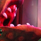 LITTLE SHOP OF HORRORS Opens At Broadway Palm!