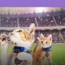 Rescue Pet Adoption Event KITTEN BOWL V Heading to Super Bowl LII