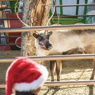 LA Zoo's Reindeer Romp Features Live Reindeer, Holiday Crafts, Keeper Talks, Photo Op Photo