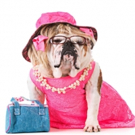 OMG You Guys! Dog Auditions to Be Held For Legally Blonde The Musical In Glasgow Video