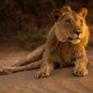 Smithsonian Channel to Premiere New Wildlife Documentary KING OF THE DESERT LIONS Jul Photo