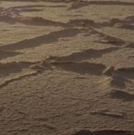 Punctum Presents Punctum Seedpod Residency