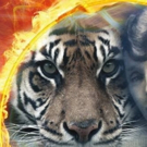 Leslie Zemeckis Unleashes Her Latest Documentary MABEL, MABEL, TIGER TRAINER For…