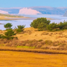 California Native Plant Society Presents BEAUTY AND THE BEAST: CALIFORNIA WILDFLOWERS Photo