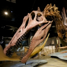 The McCoy To Host National Geographic Live's SPINOSAURUS: LOST GIANT OF THE CRETACEOU