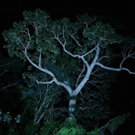 KABINETT to Screen Soundwalk Collective's JUNGLE-IZED MIAMI