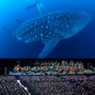 The City of Prague Philharmonic Orchestra to Provide Live Accompaniment to BLUE…