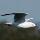 Entries Now Open For 2018 Silver Gull Play Award