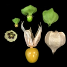 CRISPR could bring groundcherries to market Photo