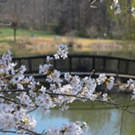 The National Cherry Blossom Festival Extends Into Fairfax County, Virginia
